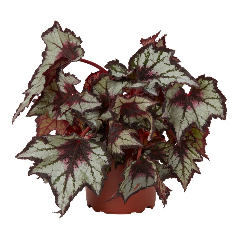 Begonia Beleaf mix 12 cm