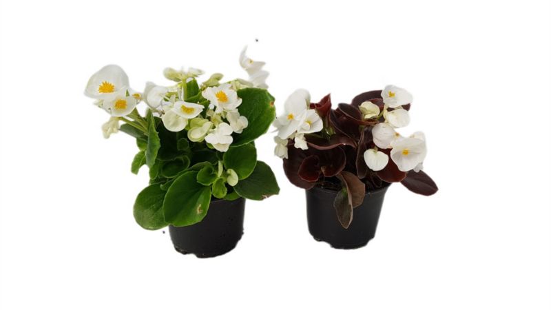 Begonia doniczka 10 cm
