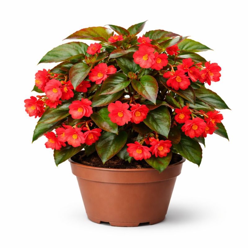 Begonia Dragon w doniczce 14 cm