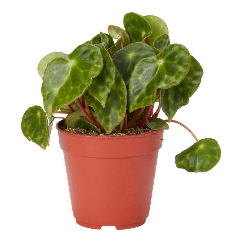 Begonia King Halfheart 10,5 cm wys. 20 cm