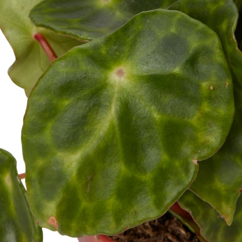 Begonia King Halfheart 10,5 cm