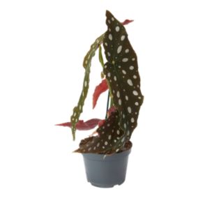 Begonia Maculata GoodHome 12 cm wys. 30 cm