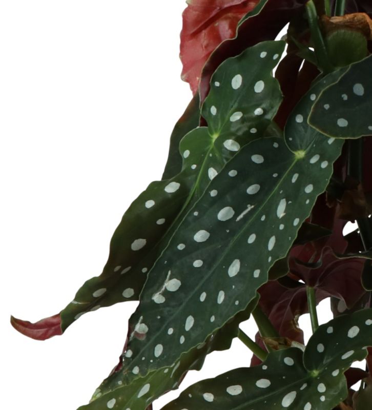 Begonia Maculata GoodHome 12 cm