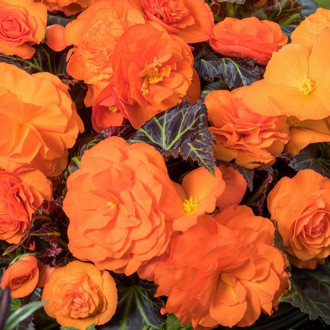 Begonia stojąca mix 17 cm
