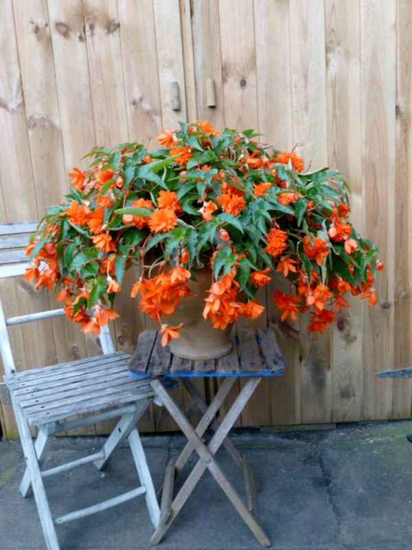 Begonia Trailing Grace Verve 13 cm