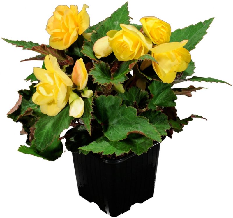 Begonia wisząca Verve doniczka 10,5 cm wysokość 16 cm