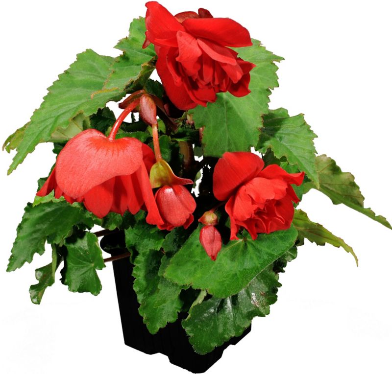 Begonia wisząca Verve doniczka 10,5 cm wysokość 16 cm