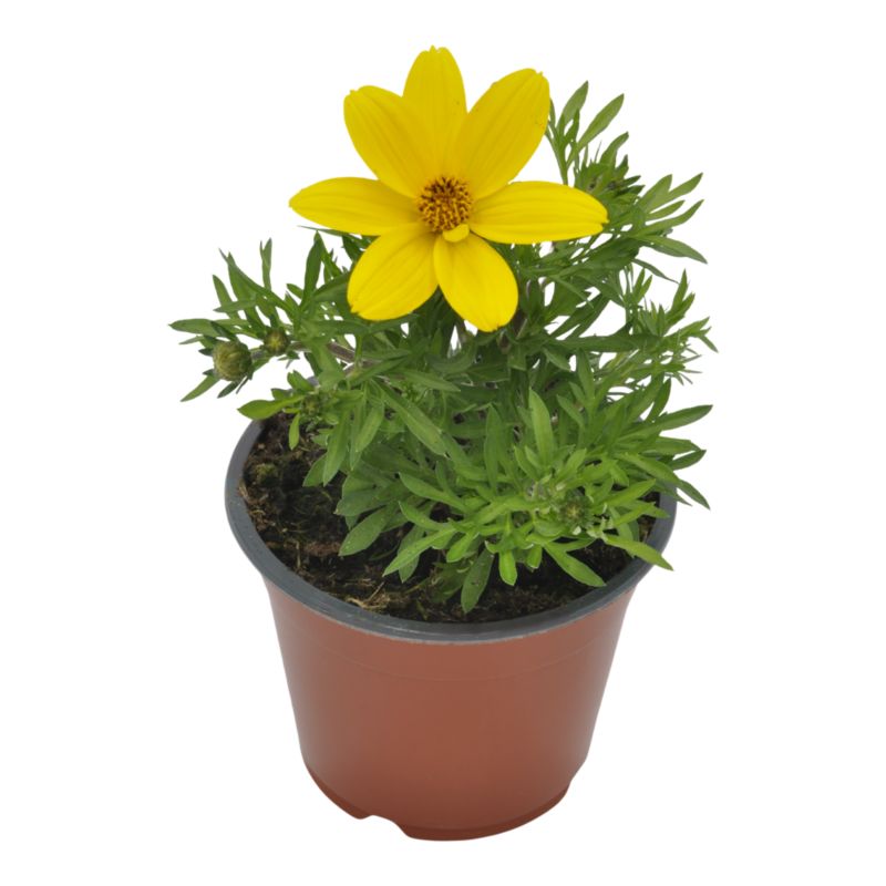 Bidens Goldstrike 10,5 cm