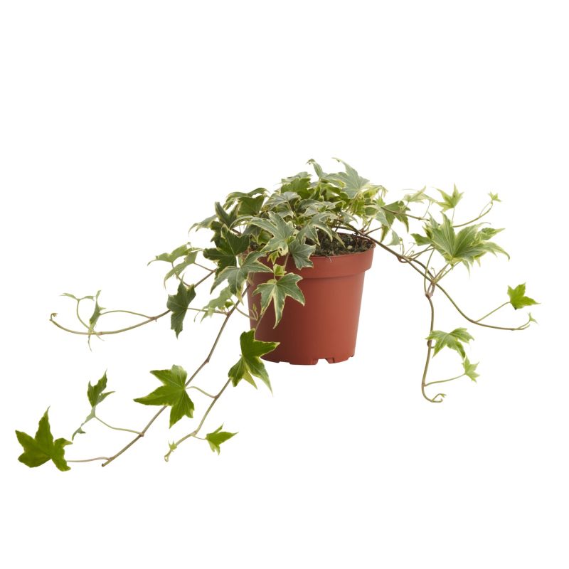 Bluszcz Trailing Ivy Verve 13 cm wys. 20 cm