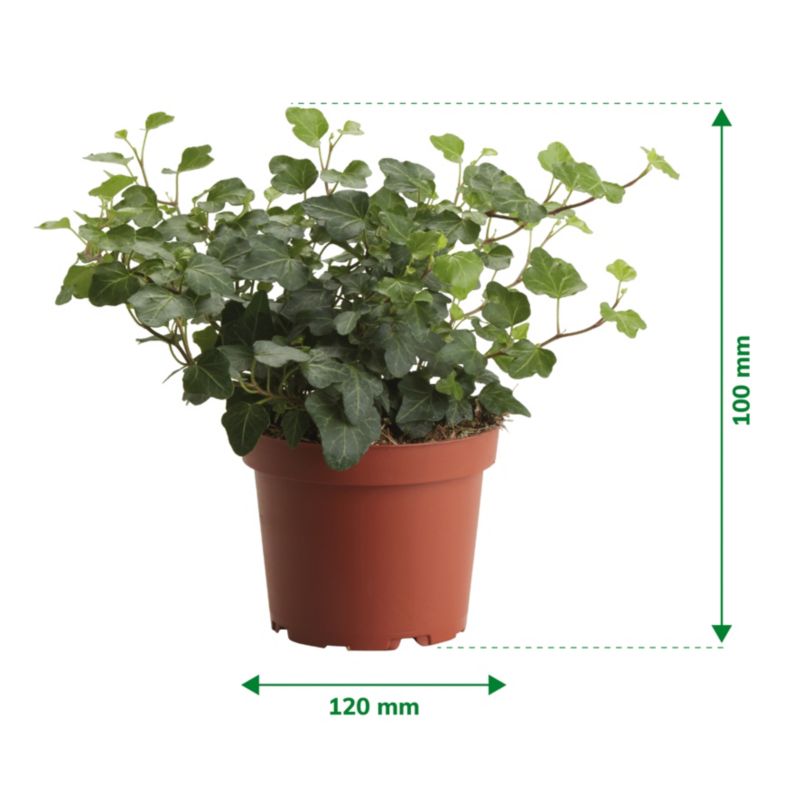 Bluszcz Trailing Ivy Verve 13 cm wys. 20 cm