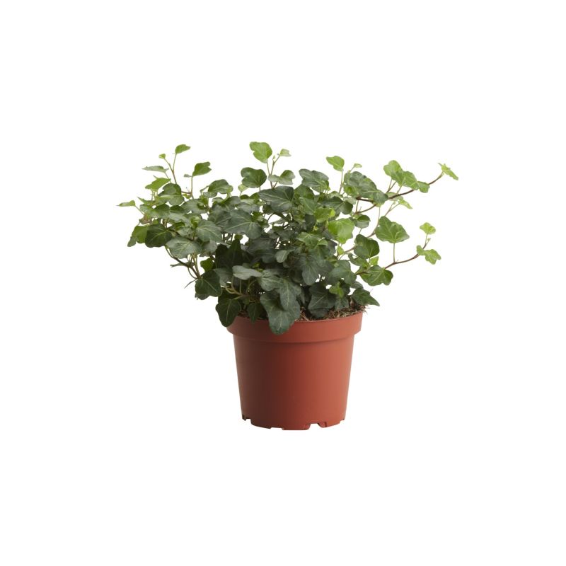 Bluszcz Trailing Ivy Verve 13 cm wys. 20 cm