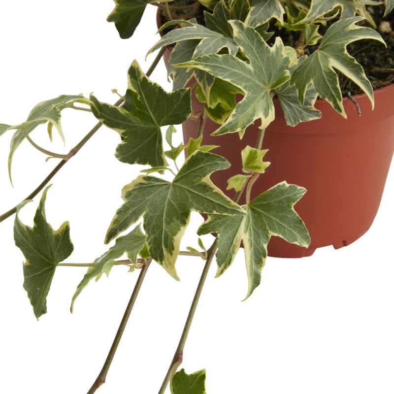 Bluszcz Trailing Ivy Verve 13 cm wys. 20 cm
