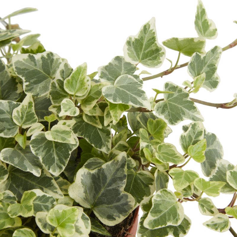 Bluszcz Trailing Ivy Verve 13 cm wys. 20 cm