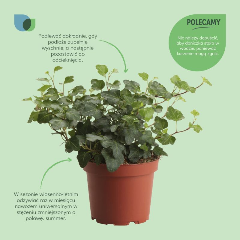 Bluszcz Trailing Ivy Verve 13 cm wys. 20 cm