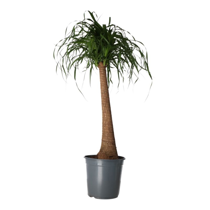 Bokarnea odgięta 24 cm wys. 90 cm