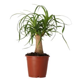 Bokarnea odgięta Verve 14 cm wys. 40 cm