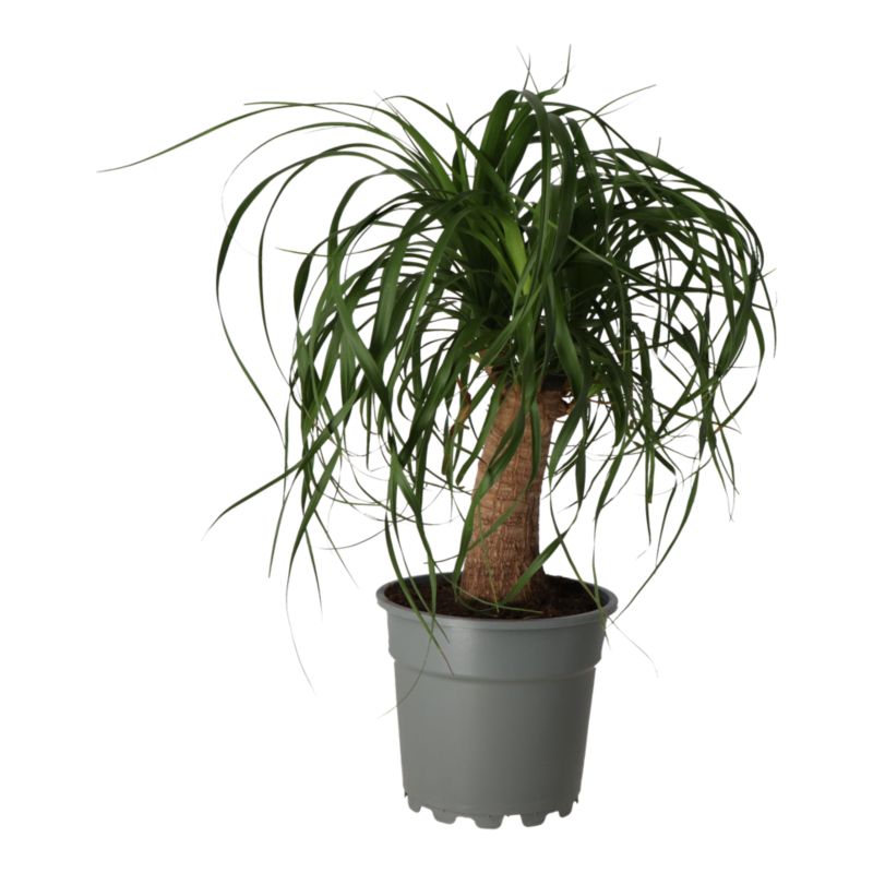 Bokarnea odgięta Verve 17 cm wys. 55 cm