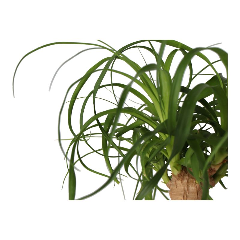Bokarnea odgięta Verve 17 cm wys. 55 cm