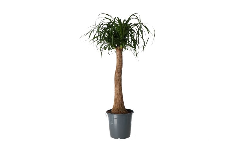 Bokarnea odgięta Verve 17 cm wys. 55 cm