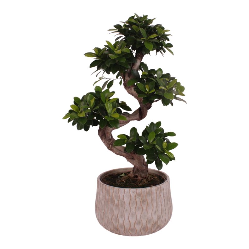 Bonsai Gingseng 23 cm