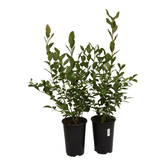Borówka Vaccinium C1,5