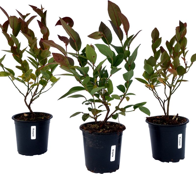 Borówka Vaccinium corymbosum P9