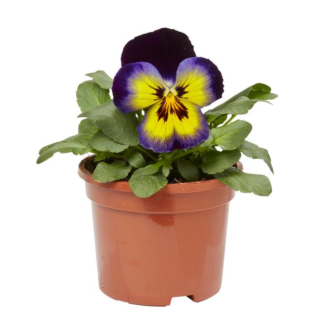 Bratek wielokwiatowy