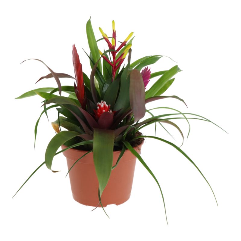 Bromelia mix 15 cm
