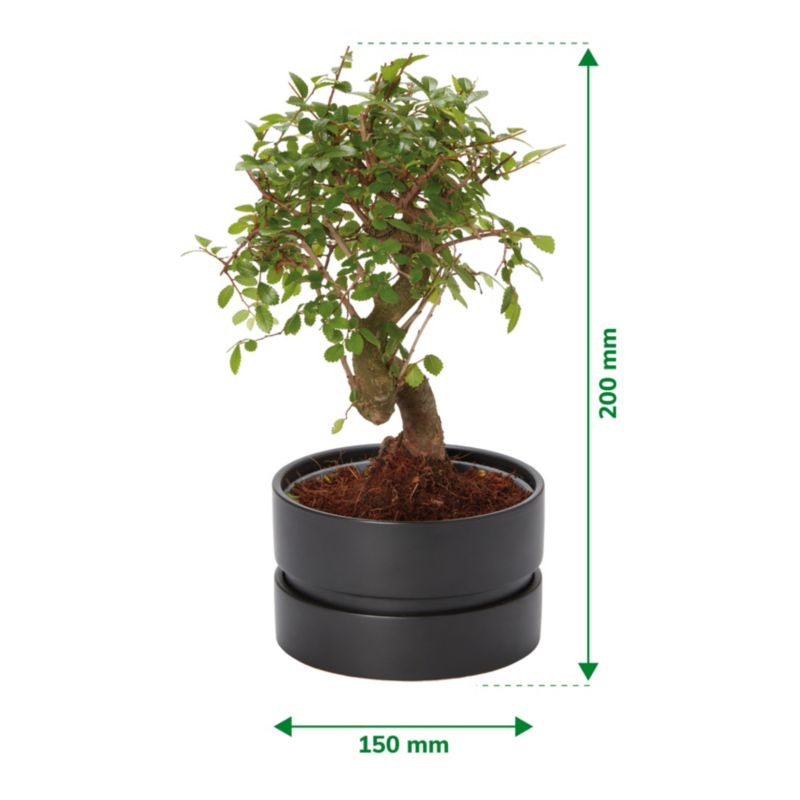 Brzostownica japońska GoodHome 15 cm wys. 25 cm