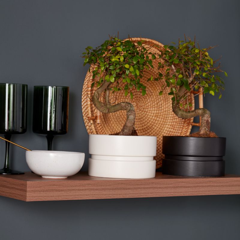 Brzostownica japońska GoodHome 15 cm wys. 25 cm