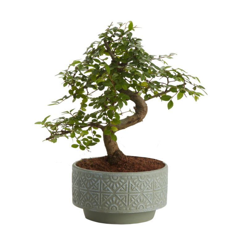 Brzostownica japońska GoodHome 15 cm wys. 25 cm