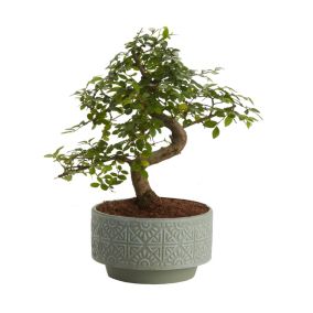 Brzostownica japońska GoodHome 15 cm wys. 25 cm