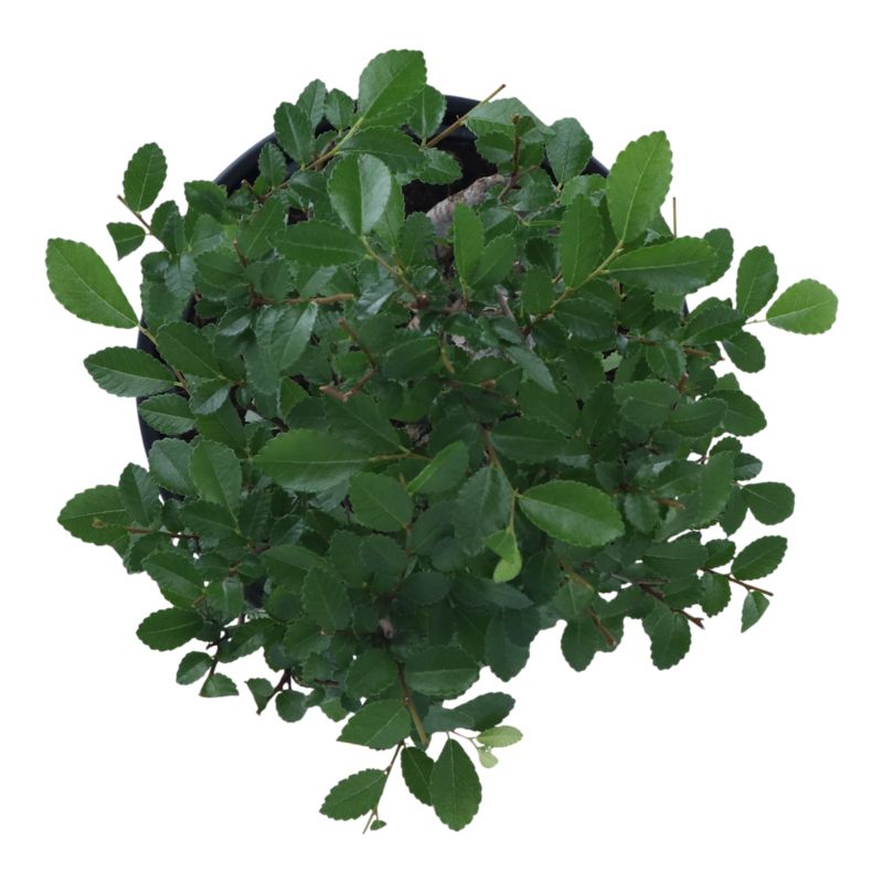Brzostownica japońska GoodHome 15 cm wys. 25 cm