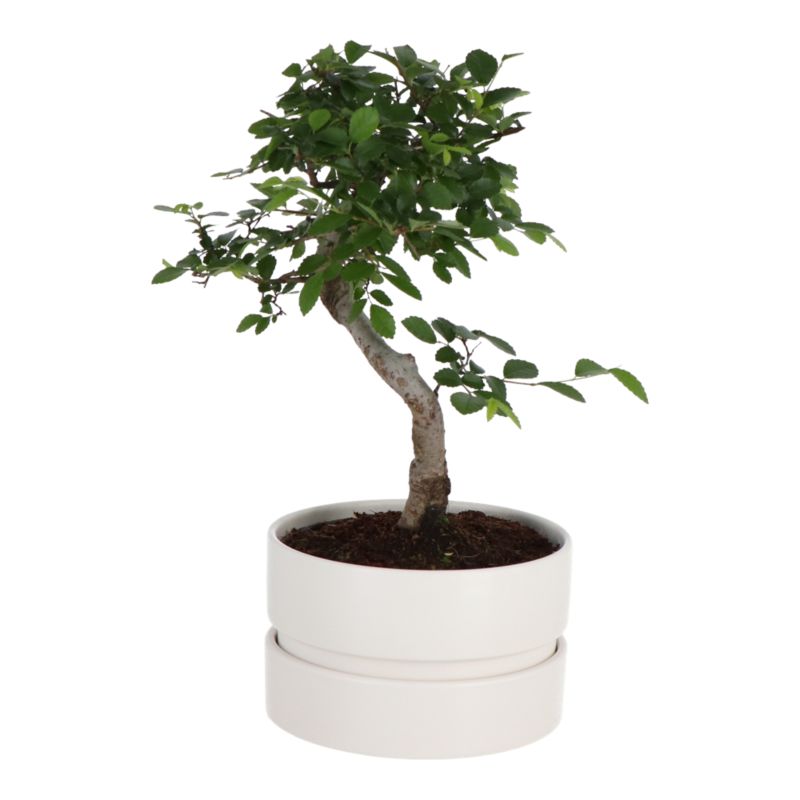 Brzostownica japońska GoodHome 15 cm wys. 25 cm