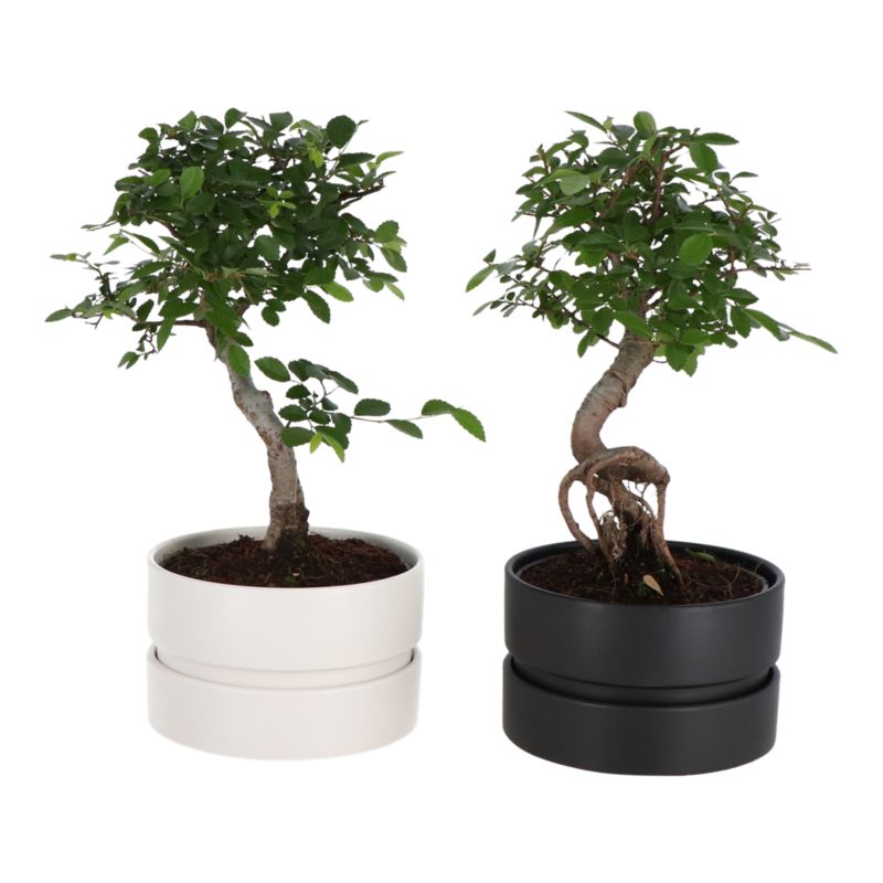 Brzostownica japońska GoodHome 15 cm wys. 25 cm