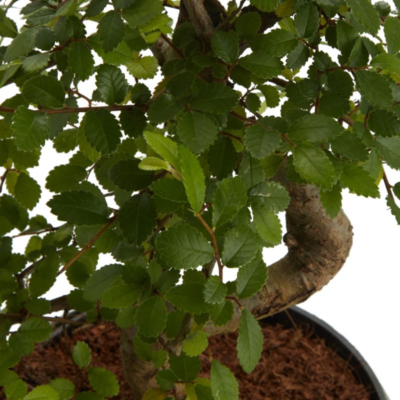 Brzostownica japońska GoodHome 15 cm wys. 25 cm