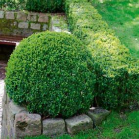 Bukszpan (Buxus) P10