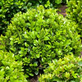 Bukszpan Verve 9 cm wys. 20 cm