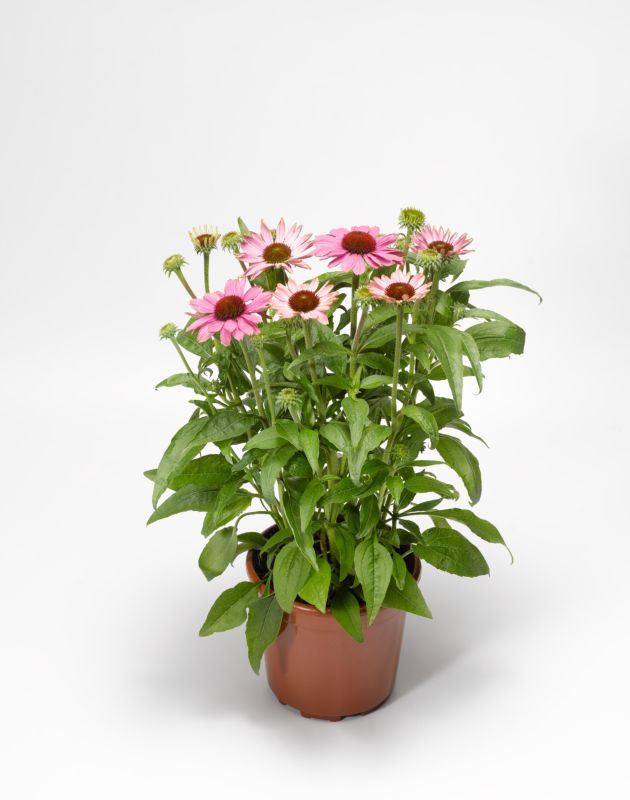 Byliny Letnie 13 cm mix kolorów