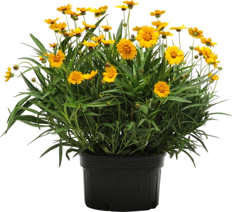 Byliny Letnie 17 cm mix kolorów