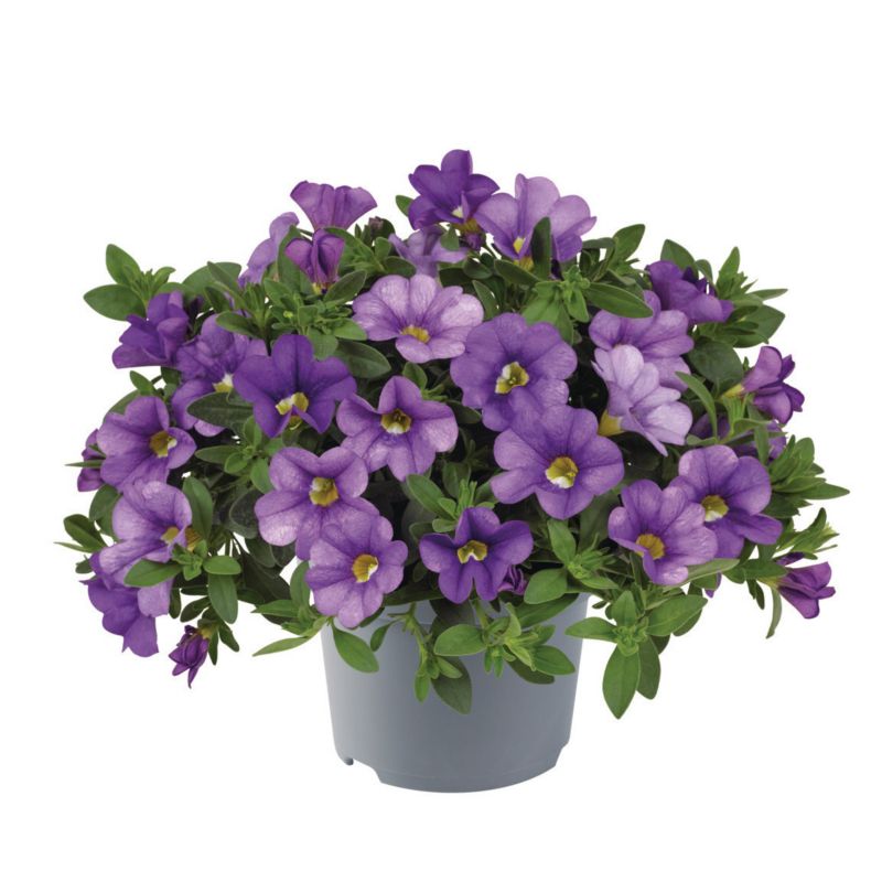 Calibrachoa doniczka 11 cm