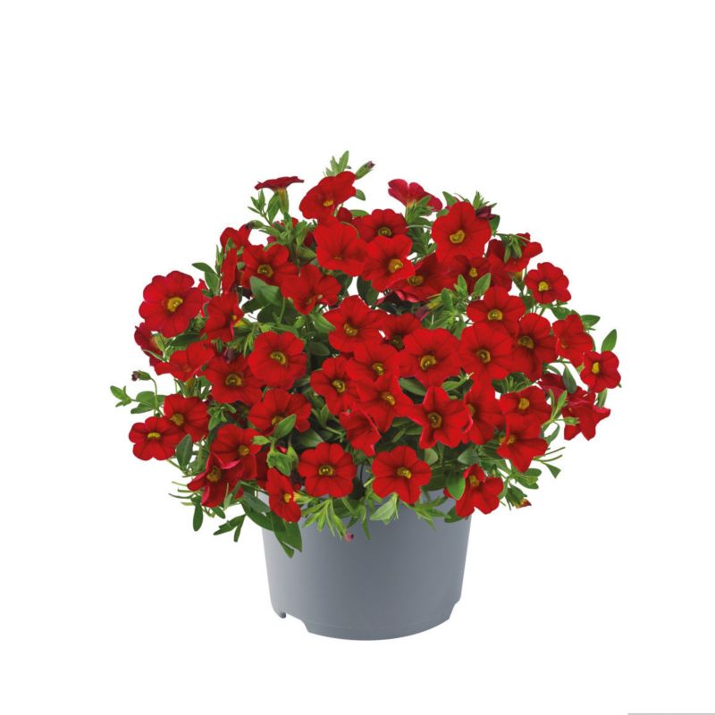 Calibrachoa doniczka 11 cm