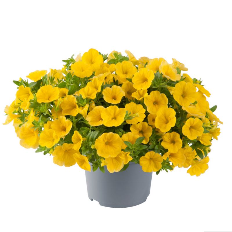Calibrachoa doniczka 11 cm