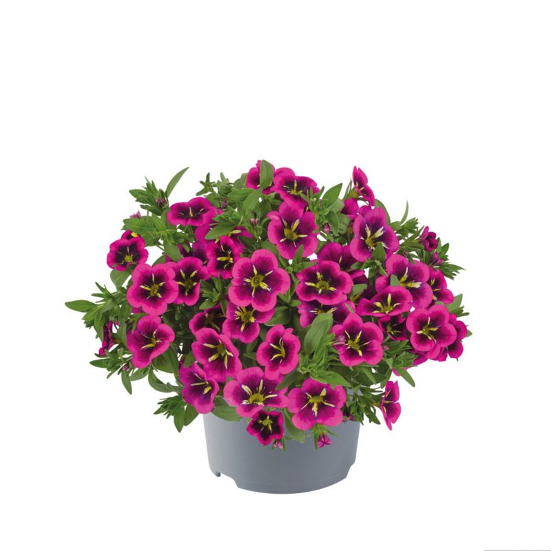 Calibrachoa doniczka 11 cm