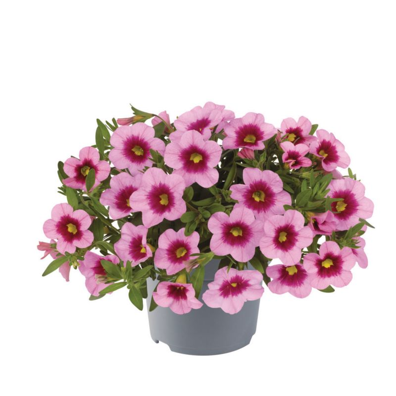 Calibrachoa doniczka 11 cm