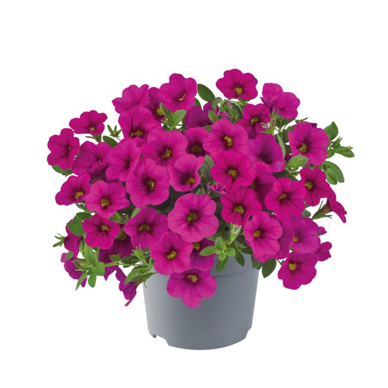 Calibrachoa doniczka 11 cm