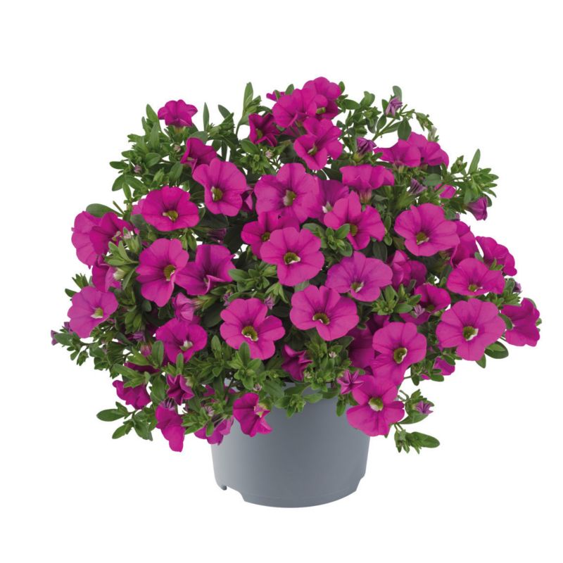 Calibrachoa doniczka 11 cm