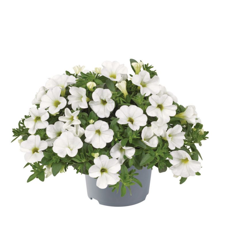 Calibrachoa doniczka 11 cm