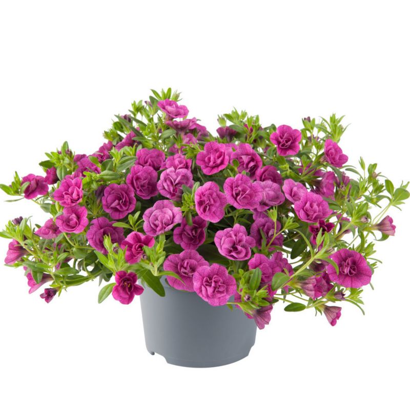 Calibrachoa doniczka 11 cm