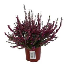 Calluna vulgaris odmiana pełne P11